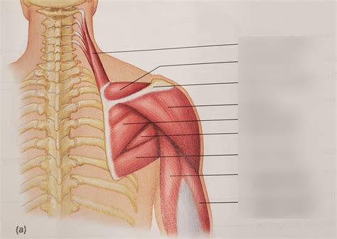 Muscles Of The Pectoral Girdle Diagram Quizlet