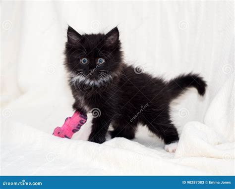 Injured Black Kitten With Bandaged Paw Stock Image Image Of Bandage