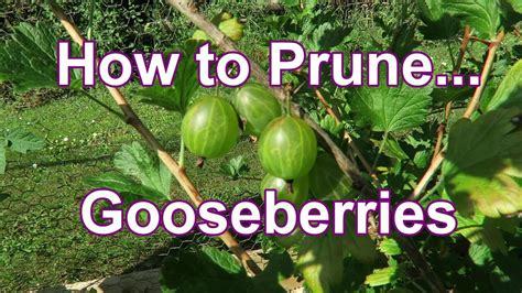 How To Prune Gooseberries Youtube