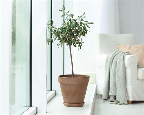 Best indoor trees: 9 leafy options for a greener home | Gardeningetc