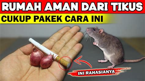 Ternyata Cukup Pake Ini Tikus Pergi Selamanya Youtube