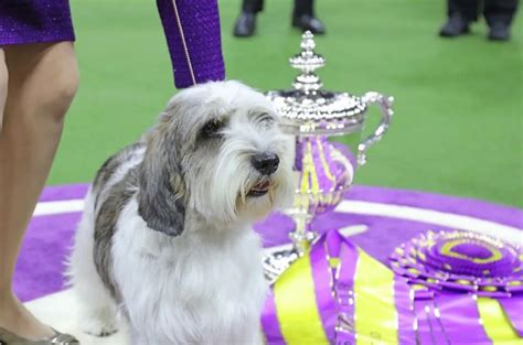 2024 Westminster Kennel Club Dog Show Dates Set; 2023 Winner Images