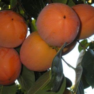 Хурма – Страница 2 из 3 – Садовод Крым