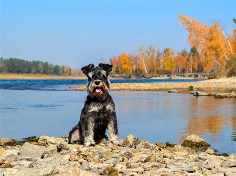 Kleine Hondenrassen Met Foto De Nieuwe Hond