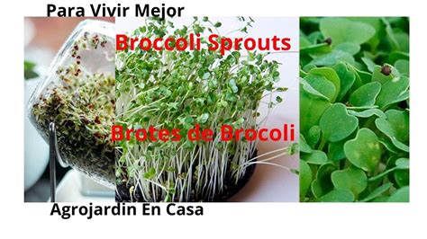 Descubre el secreto de los germinados de brócoli para mejorar tu vida