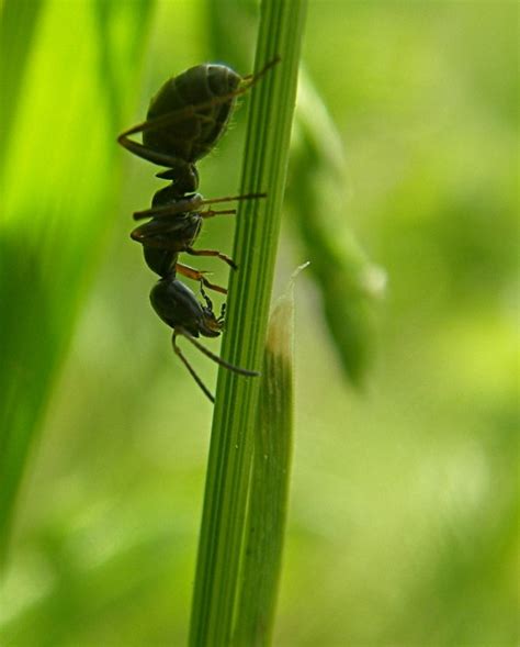 Western Harvester Ants in Their Natural Habitat - Learn About Nature