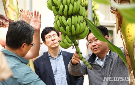 바나나 농장 방문한 김경규 농촌진흥청장 네이트 뉴스