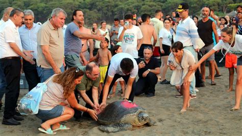 Tedavi Edilen Deniz Kaplumba As Denizle Bulu Tu