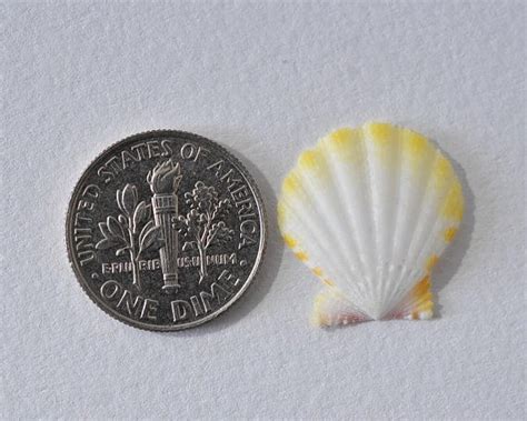 Albino Rare White Activated Hawaiian Sunrise Shell Reiki Symbols