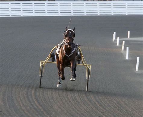 Pin by Vanessa on Harness racing | Harness racing, Racing, Horses