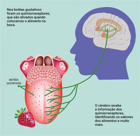 Sabores Que V M Do C Rebro Chc