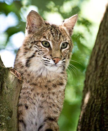 West Virginia State Wildlife Center (French Creek) - O que saber antes ...