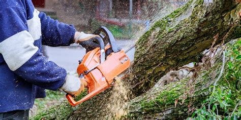 How To Cut Down A Small Tree Easy Steps A P Nursery