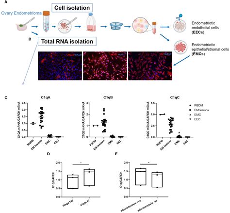 Frontiers | Proangiogenic properties of complement protein C1q can ...
