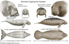 Dugong | mammal | Britannica.com