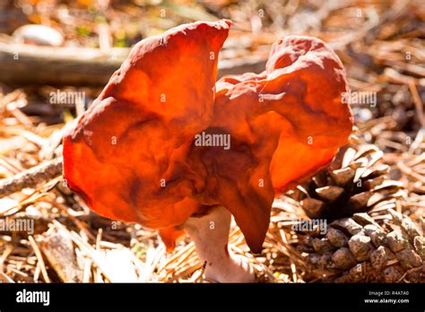 False Morel Mushroom Hi Res Stock Photography And Images Alamy