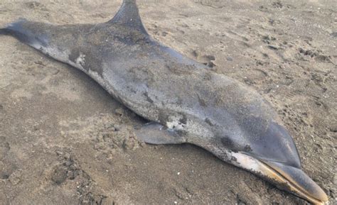 Delfino Trovato Morto Sulla Spiaggia Di Miseno A Bacoli Cronaca Flegrea