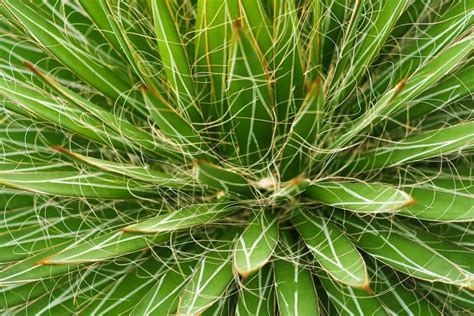 22+ Different Types of Agave Plants: Which One is Right for You? (Photos)