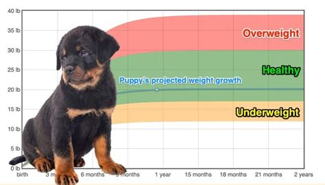 Rottweiler Weight+Growth Chart 2024 - How Heavy Will My Rottweiler ...