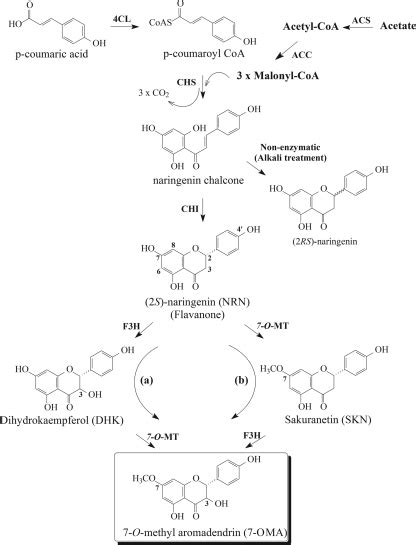 Production Of 7 O Methyl Aromadendrin A Medicinally Valuable Flavonoid