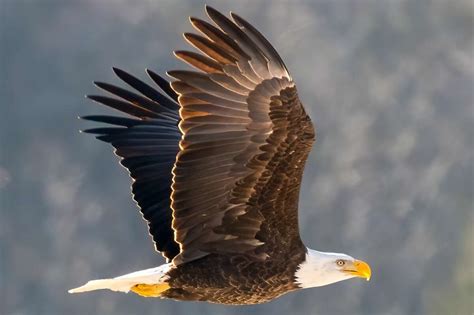 Bald eagle observatory opens in CT to record number of sightings