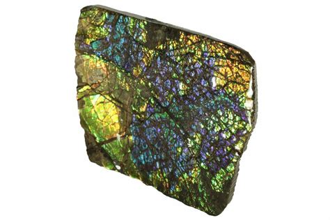 3" Brilliant Ammolite (Fossil Ammonite Shell) - Alberta, Canada ...