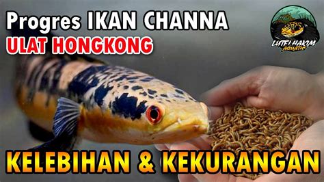 Nutrisi Ulat Hongkong Untuk Ikan Channa Treatment Dan Progress Channa