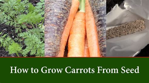 How To Grow Carrots From Seed Including Purple Carrots Youtube