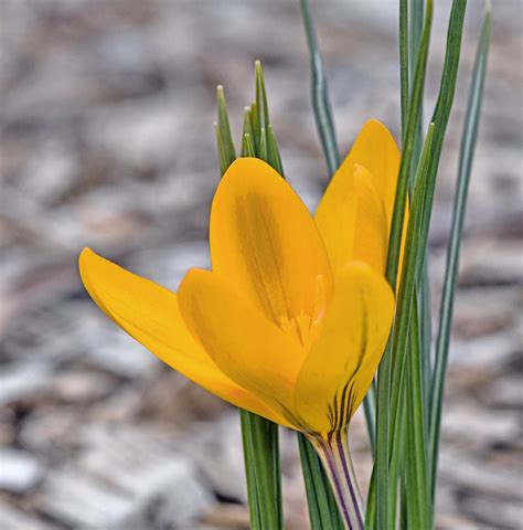 First Flower Of Spring In The Otherwise Barren City Garden Flickr