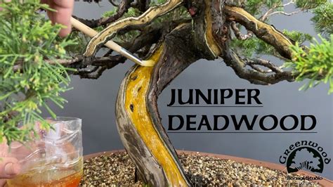 Maintaining Deadwood On A Juniper Bonsai Greenwood Bonsai Youtube