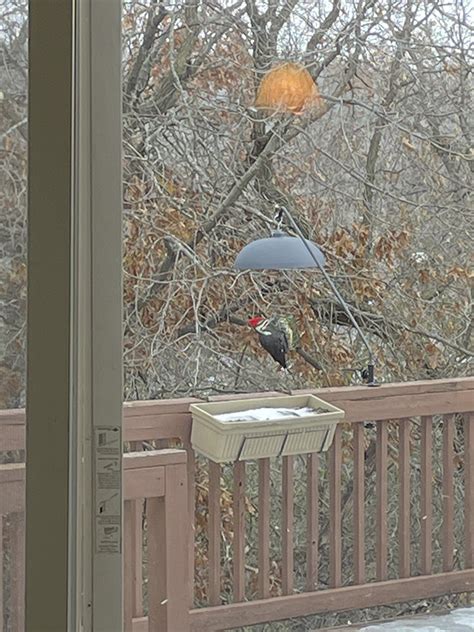 Minnesota Seasons - Pileated Woodpecker