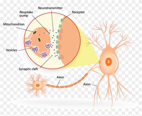 Download Structure Of A Typical Chemical Synapse - Circle Clipart Png Download - PikPng