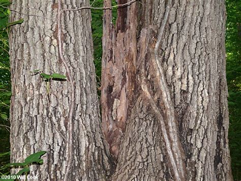 Shumard Oak Quercus Shumardii