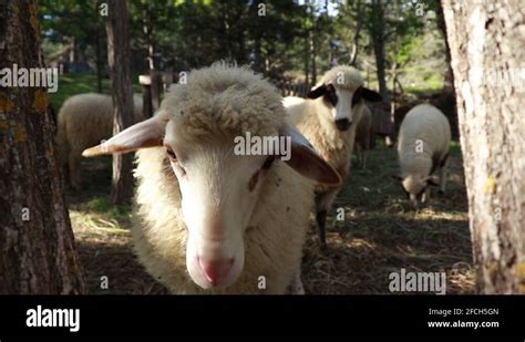 Fat tail sheep Stock Videos & Footage - HD and 4K Video Clips - Alamy