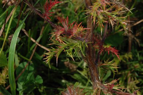 Navarretia Squarrosa Polemoniaceae Image At Phytoimages Siu Edu