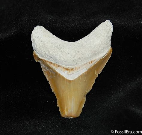 Colorful Serrated Bone Valley Megalodon Tooth 536 For Sale