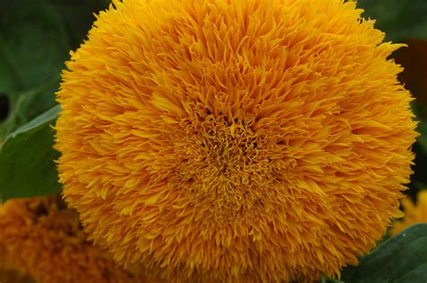 Marigolds Are One Of The Most Beautiful Flowers In The Plant Kingdom