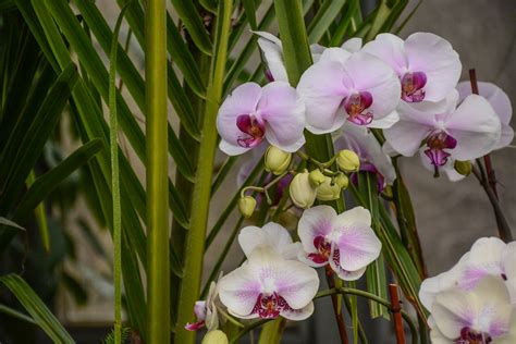 Dsc Chicago Botanic Garden Orchid Show Robert Coffey Flickr