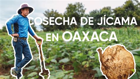 Cultivo De JÍcama En CuilÁpam De Guerrero Oaxaca Youtube