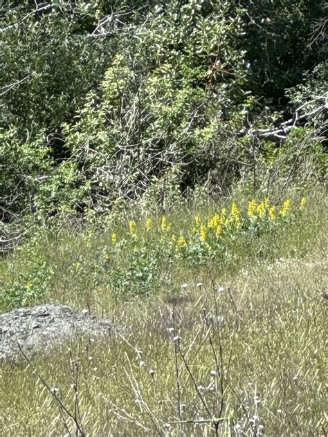 California Goldenbanner From Sonoma County Ca Usa On April 28 2024