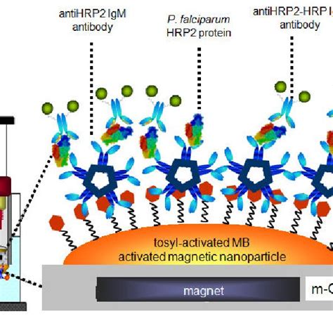 Schematic Representation Of The Experimental Details For The