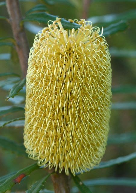 Banksia marginata - a photo on Flickriver