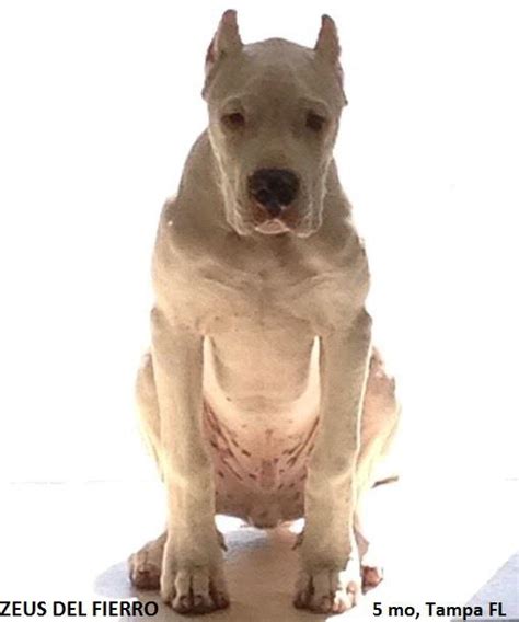 DOGO4U - ABOUT DOGO ARGENTINO: DOGO CARE & TRAINING