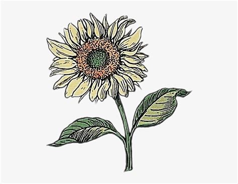 Aesthetic Sunflower Drawing