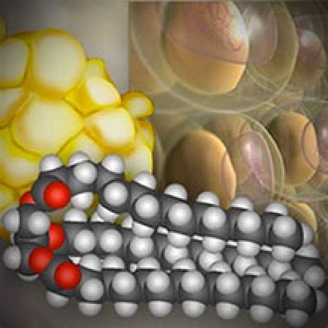 Molecular Structure of Fat