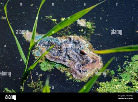 Eutrophication Pollution Blue Green Algae Lough Neagh 2023 Toxic