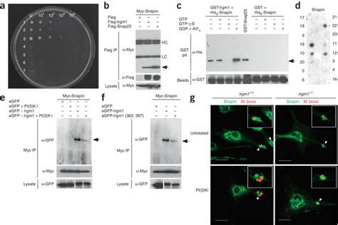 Production Of Ptdins 3 4 5 P3 And Ptdins 3 4 P2 Promotes The Binding Of Download Scientific