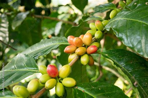 Planta Y Fruto Del Café Coffea Arábica Stock Foto Adobe Stock