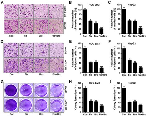 Effects Of Fisetin And Bromocriptine On Liver Cancer Cell Download Scientific Diagram