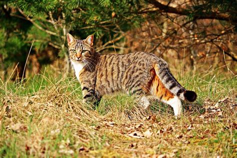 Grass Prairie Wildlife Kitten Fauna Image Free Photo